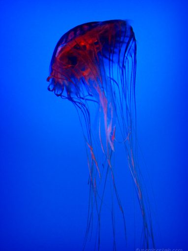 jellyfish from outer space – Roaming Pixels